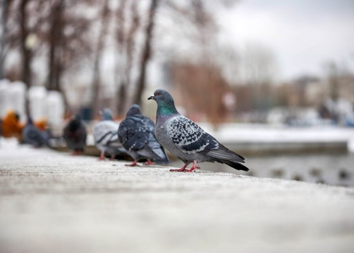 Called risk groups for infection with viruses from birds