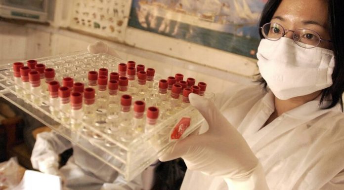 Coronavirus found in cats in Wuhan Coronavirus found in cats in Wuhan