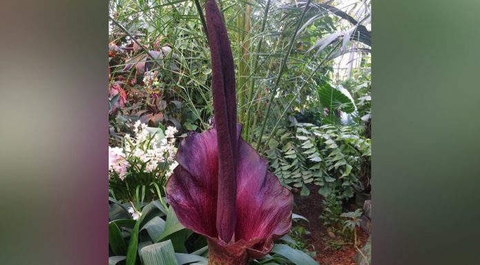 Flower meat smell blossomed in the "Aptekarsky ogorod"