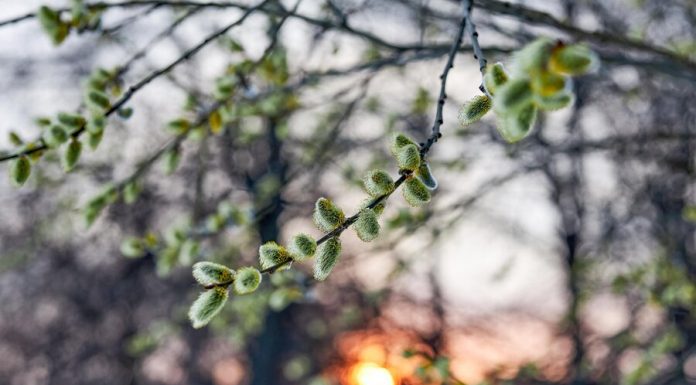 Gives a forecast on the influence of the spring Tepa on coronavirus Gives a forecast on the influence of the spring Tepa on coronavirus