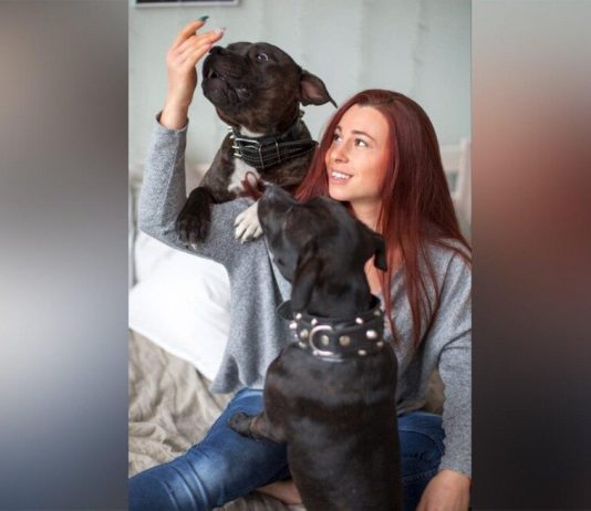 Moscow online: how to care for the dog during the isolation Moscow online: how to care for the dog during the isolation