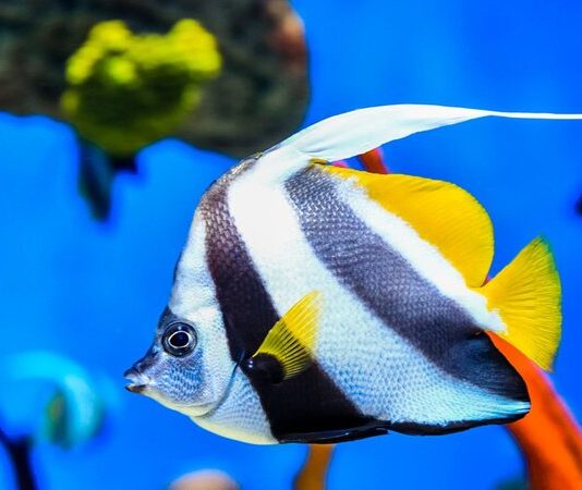 Moskvarium produced informative video materials on aquatics Moskvarium produced informative video materials on aquatics