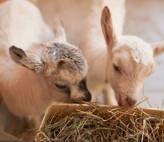 Residents of the capital have decided to call the newborn Saninsky kids in a “City farm” Residents of the capital have decided to call the newborn Saninsky kids in a "City farm"