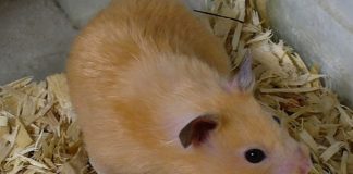 Syrian Golden hamsters helped to find means of alleviating coronavirus