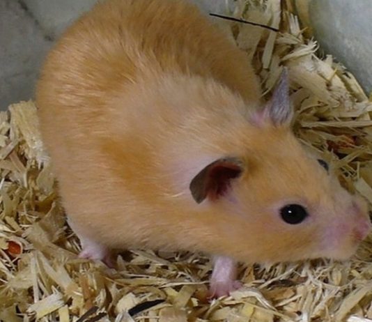 Syrian Golden hamsters helped to find means of alleviating coronavirus
