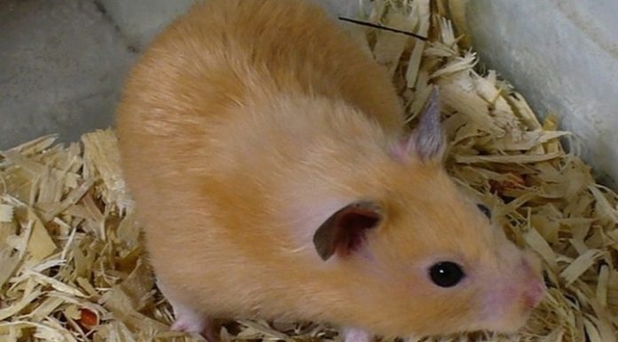 Syrian Golden hamsters helped to find means of alleviating coronavirus