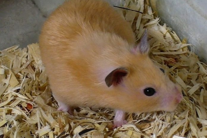 Syrian Golden hamsters helped to find means of alleviating coronavirus