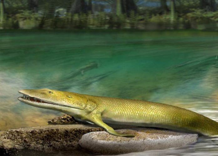 The remains of ancient fish with fingers found paleontologists in Canada