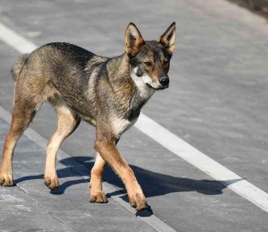 The specialists said, is it possible to get a coronavirus from animals The specialists said, is it possible to get a coronavirus from animals