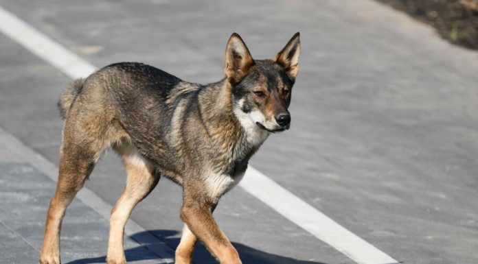 The specialists said, is it possible to get a coronavirus from animals The specialists said, is it possible to get a coronavirus from animals