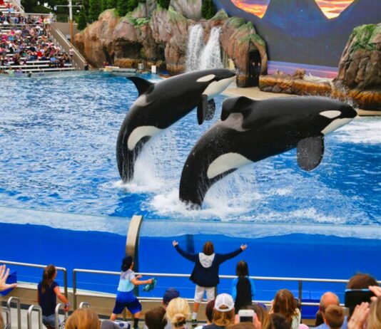 Shock! Orca whales kill their trainers – when killer whales go crazy: