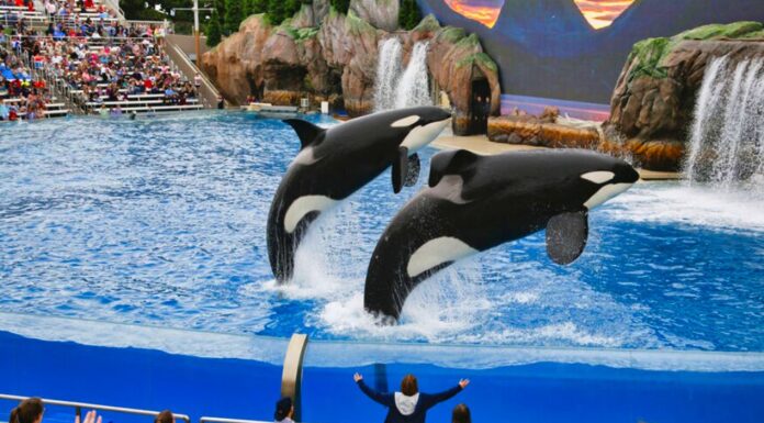 Shock! Orca whales kill their trainers – when killer whales go crazy: