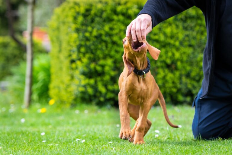 Essential Steps For Filling A Dog Bite Lawsuit Law & Crime News